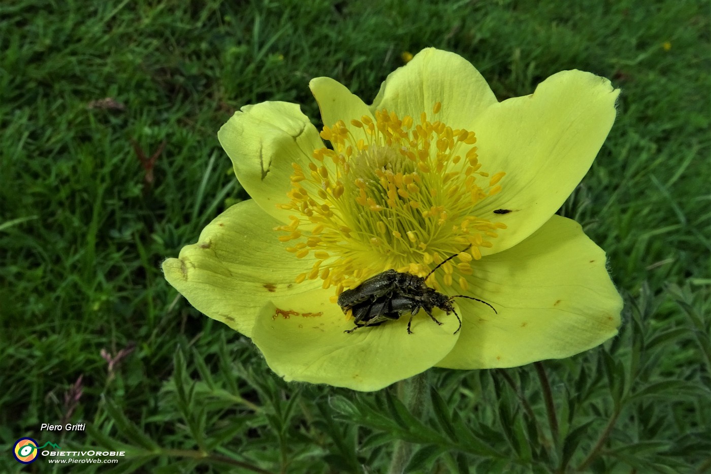 14 Pulsatlla alpina sulfurea con ospiti .JPG